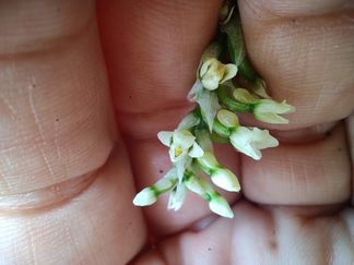 flores herbario